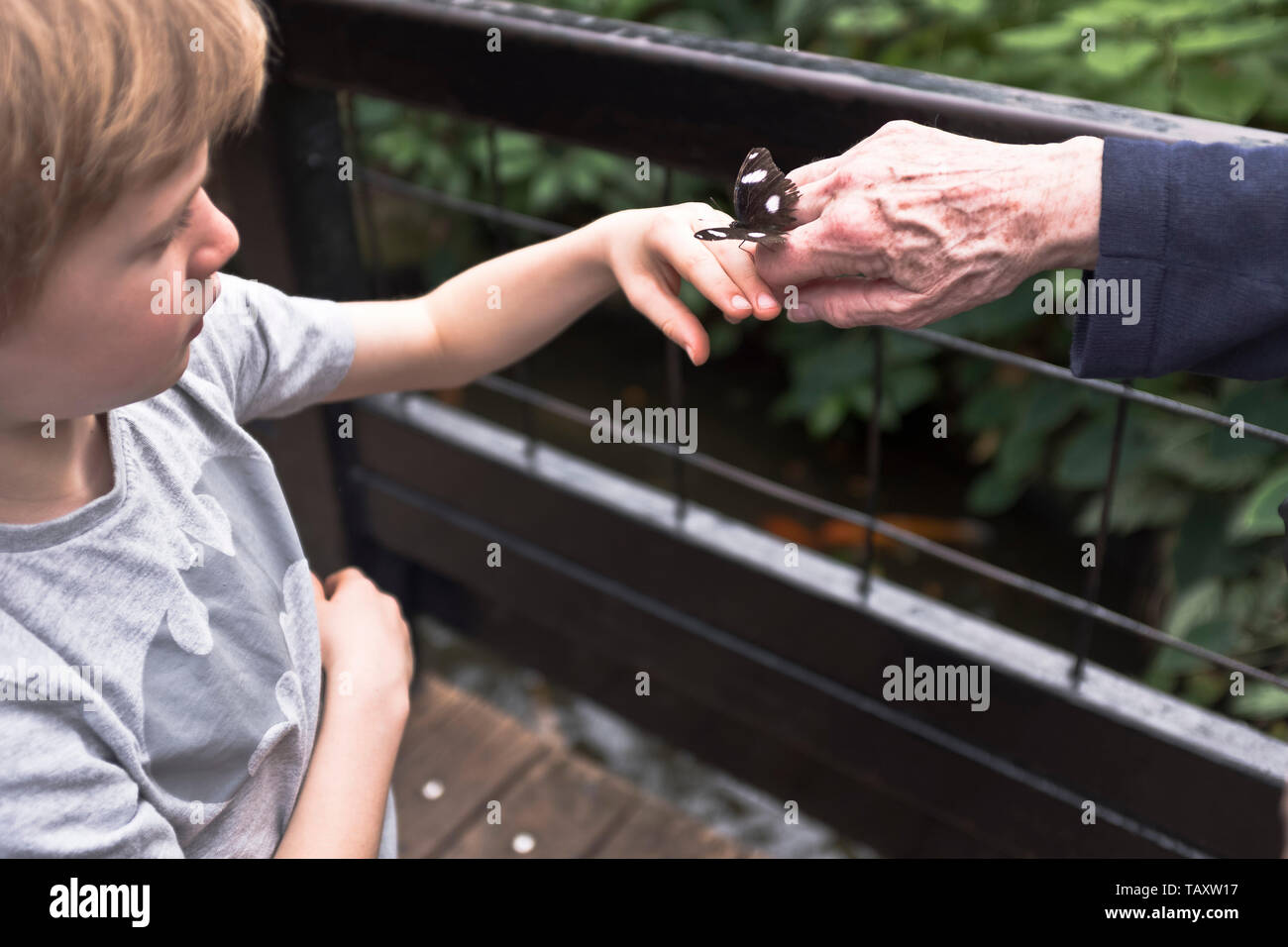 dh Tropical World ROUNDHAY PARK LEEDS Child with butterfly on hand Stock Photo