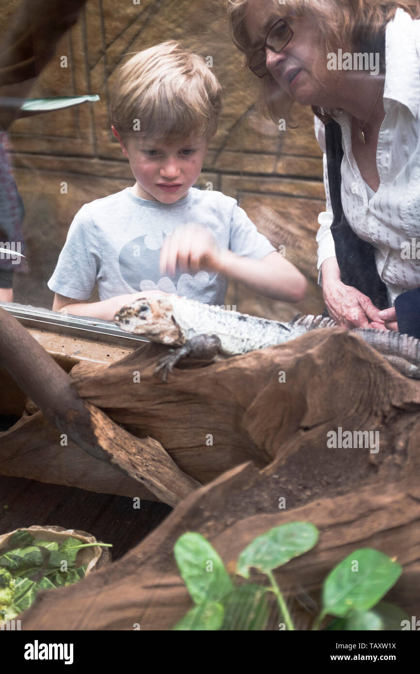 dh Tropical World ROUNDHAY PARK LEEDS Child observing an Iguana lizard with woman boy granny Stock Photo