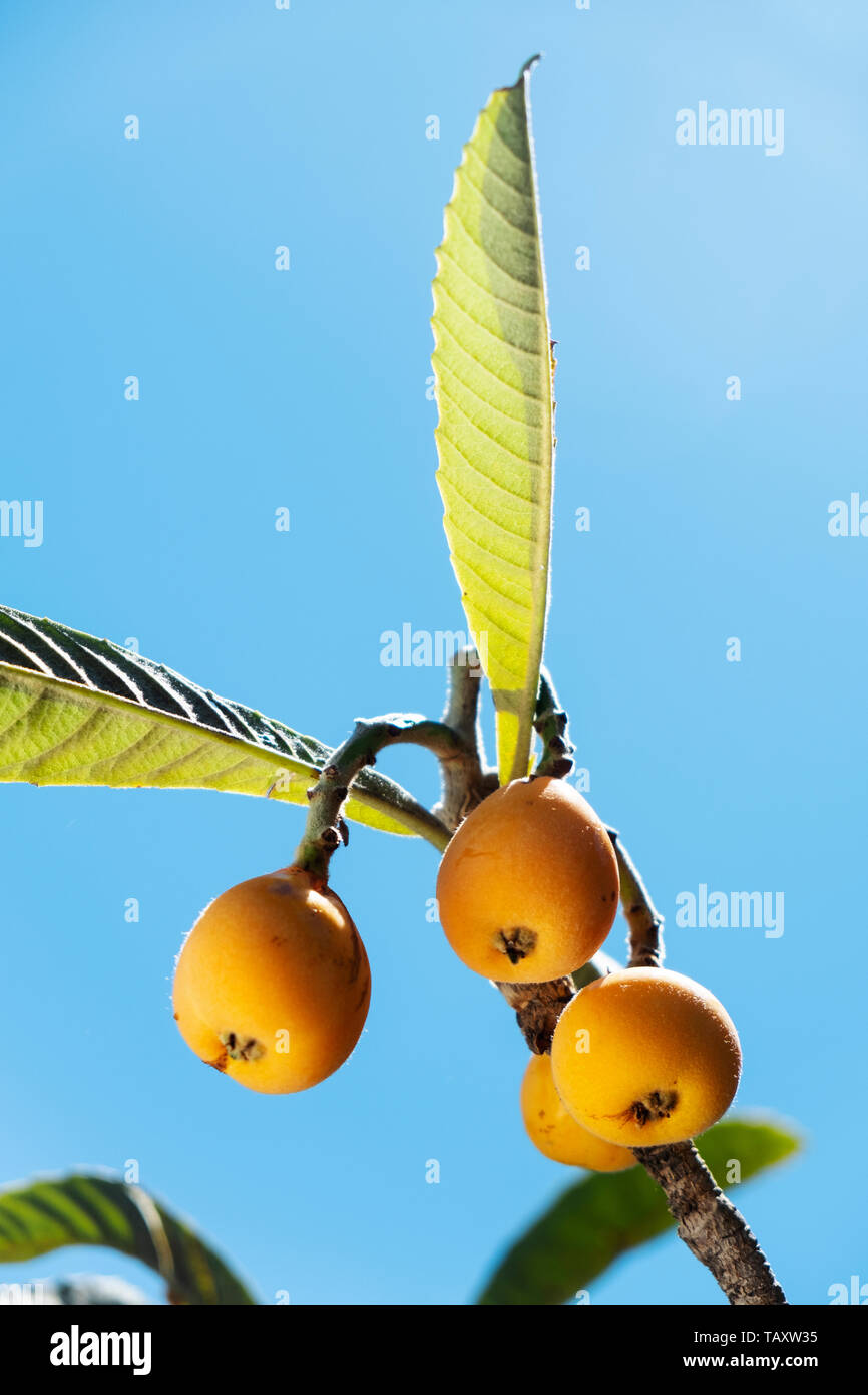 closeup of some ripe loquats hanging from a branch of a loquat tree, against the blue sky Stock Photo