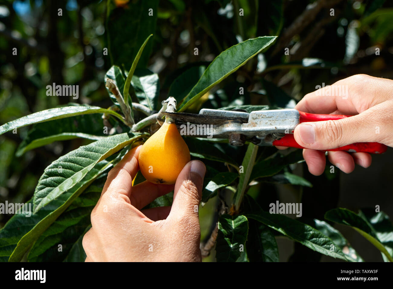 closeup of a young caucasian man collecting a loquat from a loquat tree using a pair of pruning shears Stock Photo