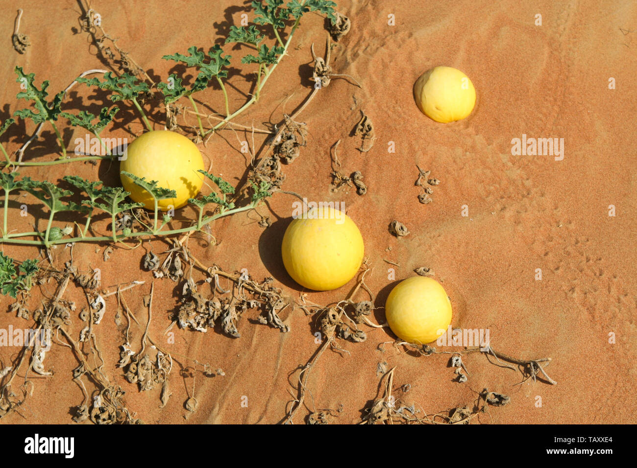 Yellow bitter apples ( Citrullus colocynthis) in red sand of Oman 