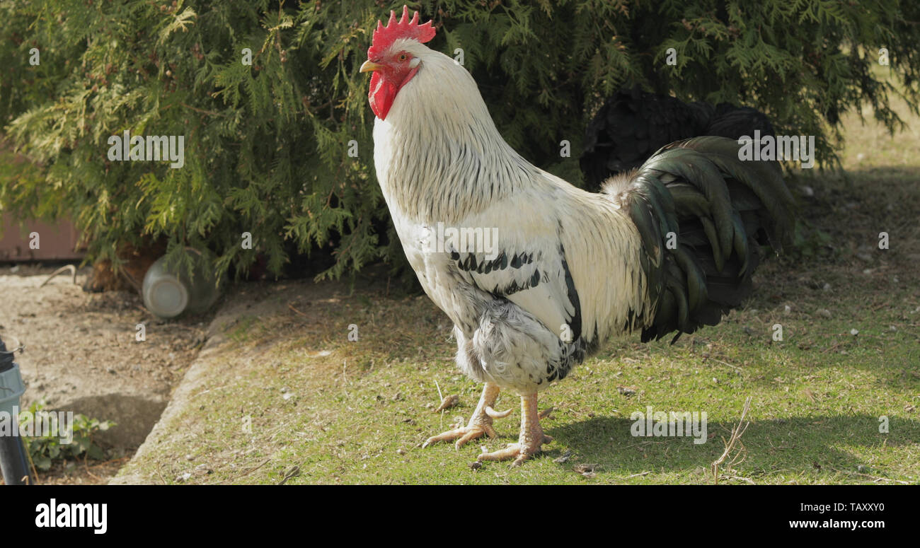 Rooster in the yard near tree. Close-up shot. White rooster in village ...