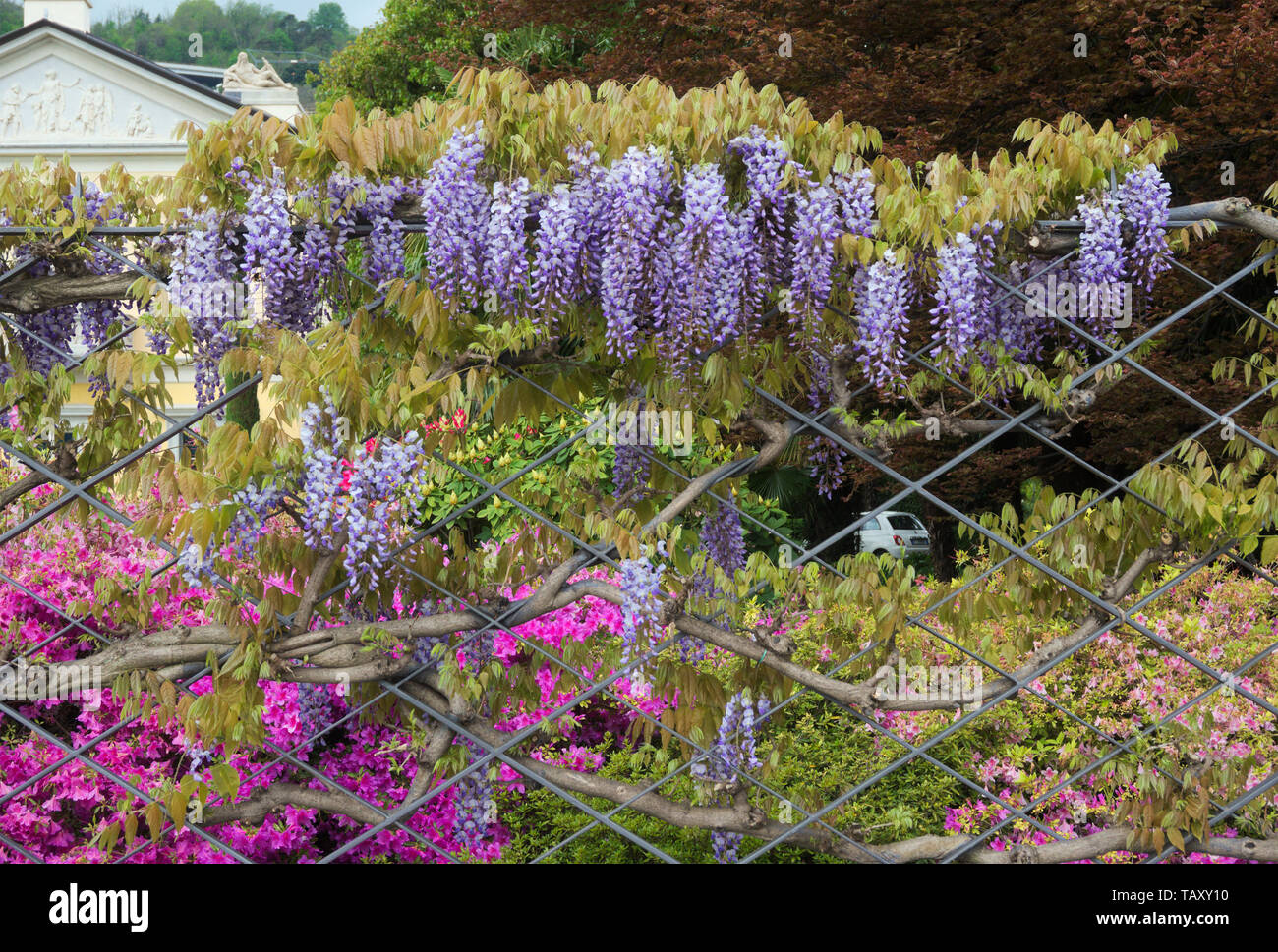 Wisteria plant hires stock photography and images Alamy