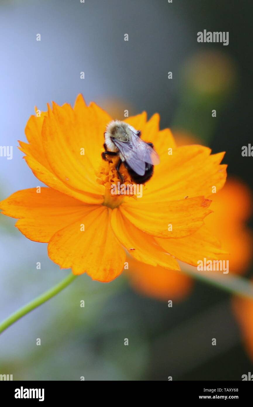Bee buzzing on a flower Stock Photo Alamy
