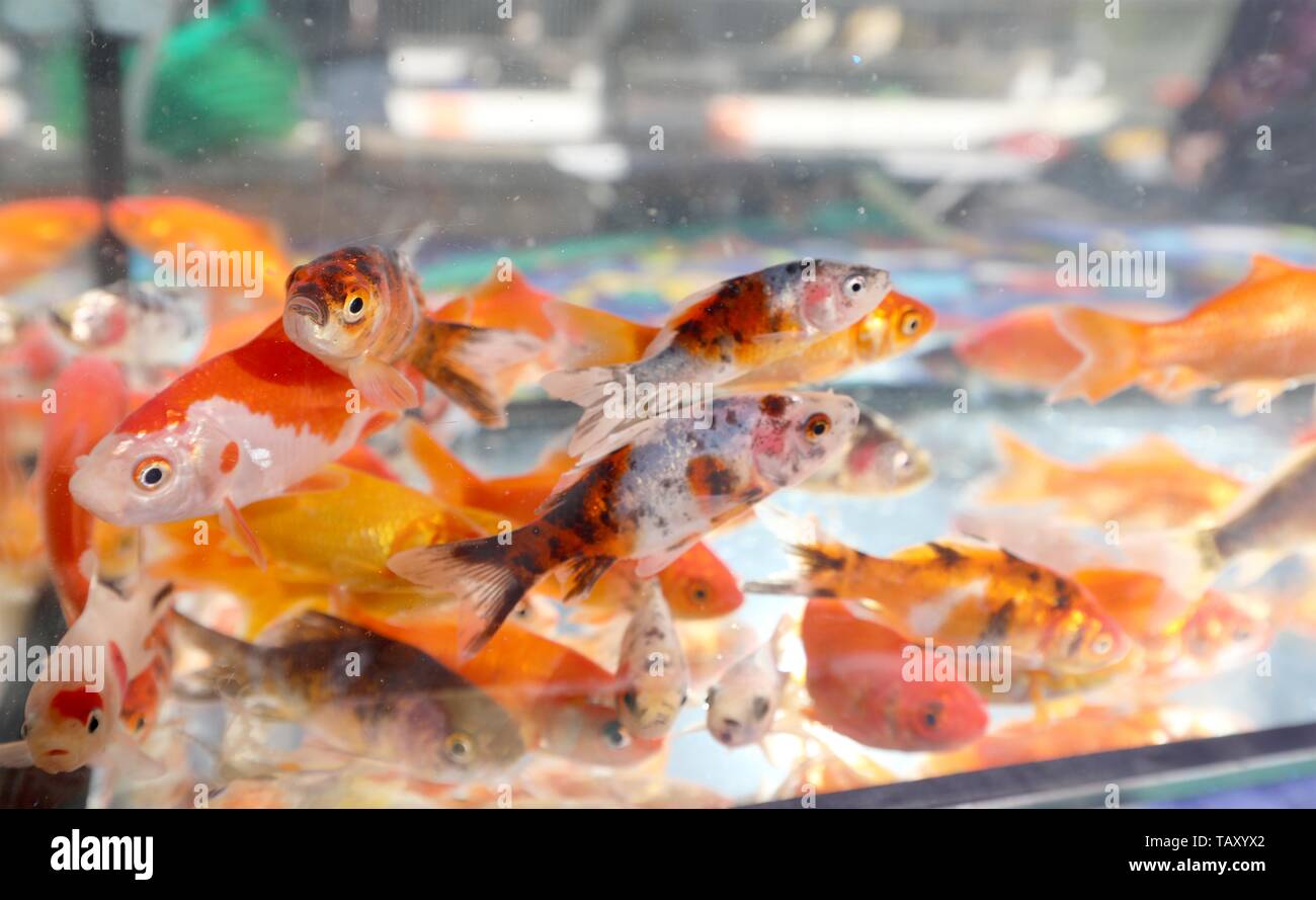 Many Small Goldfish Swim In An Aquarium In A Pet Shop Stock Photo