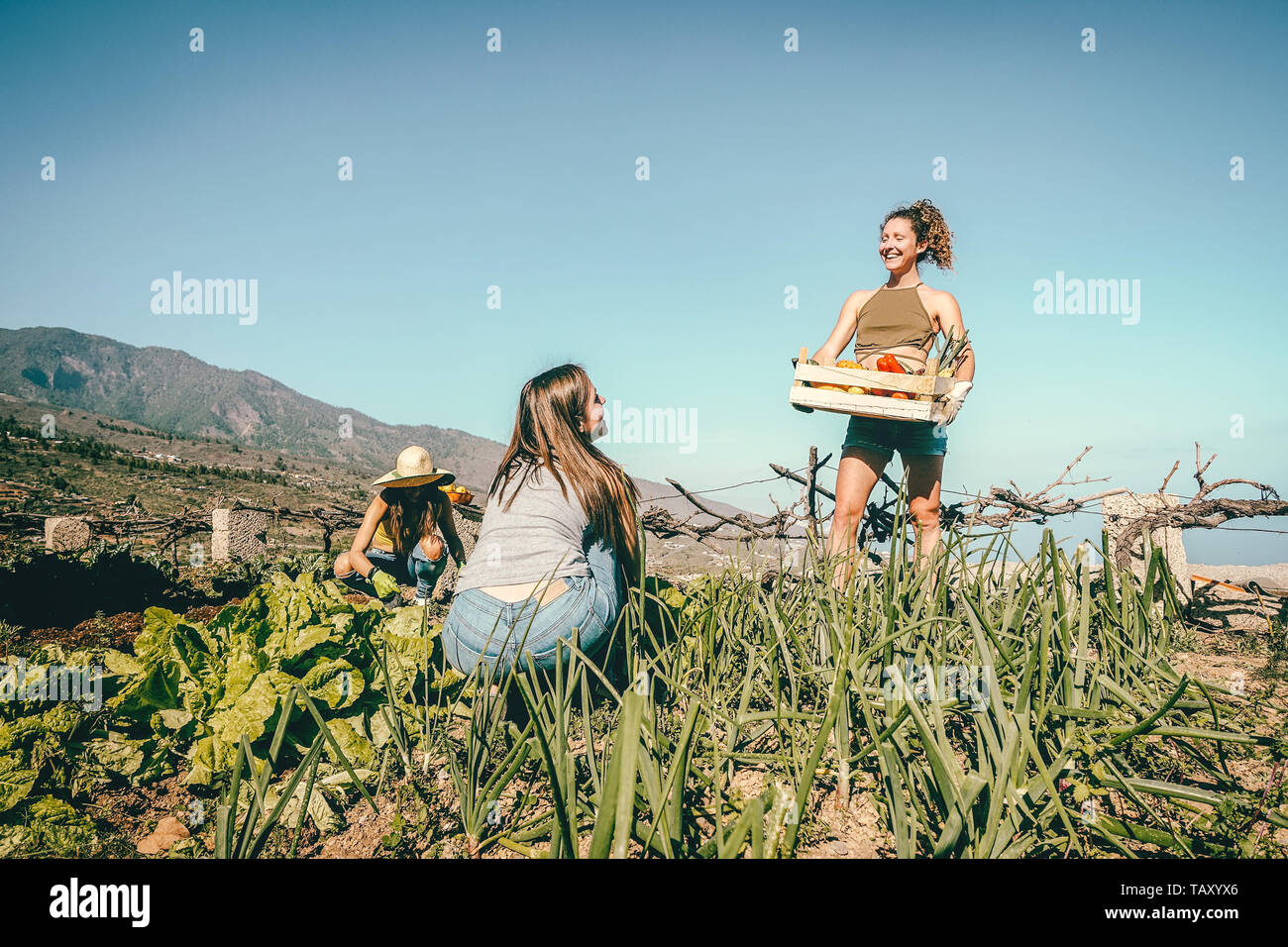 Happy young friends working together harvesting fresh fruits and vegetables in farm garden house Stock Photo