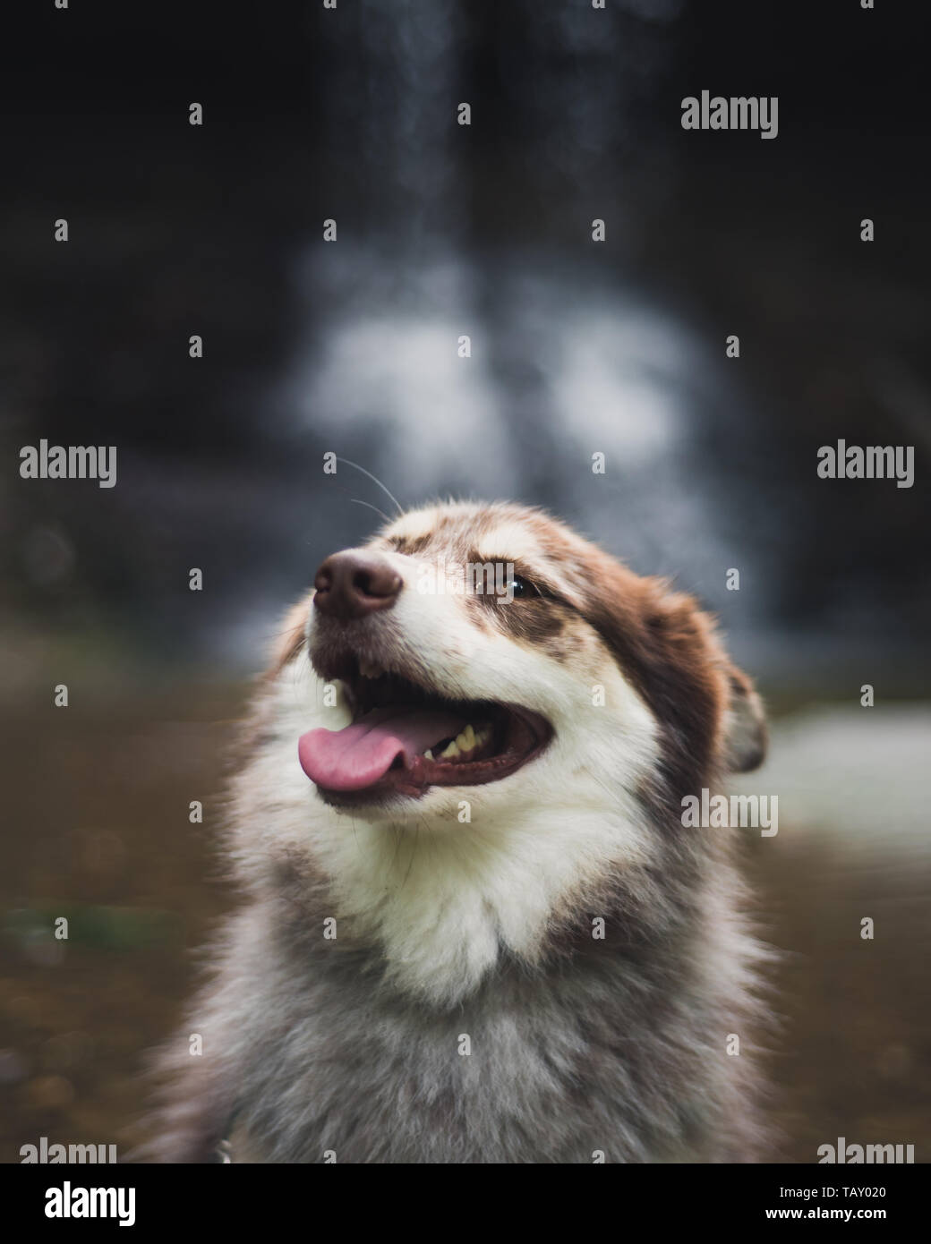 Dog on a Hike Stock Photo Alamy