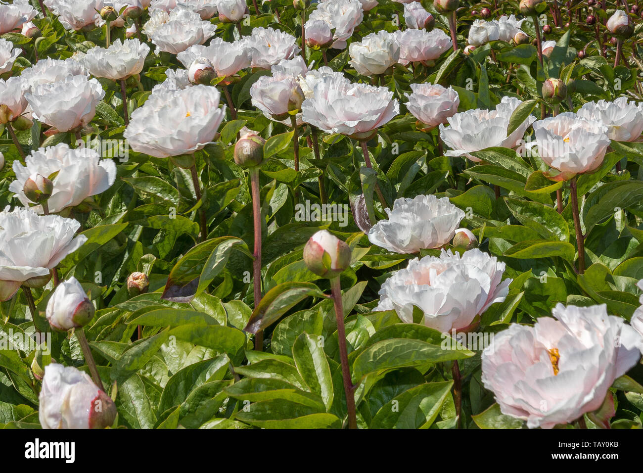 Peonies in Bloom in the Field in the Netherlands Stock Photo