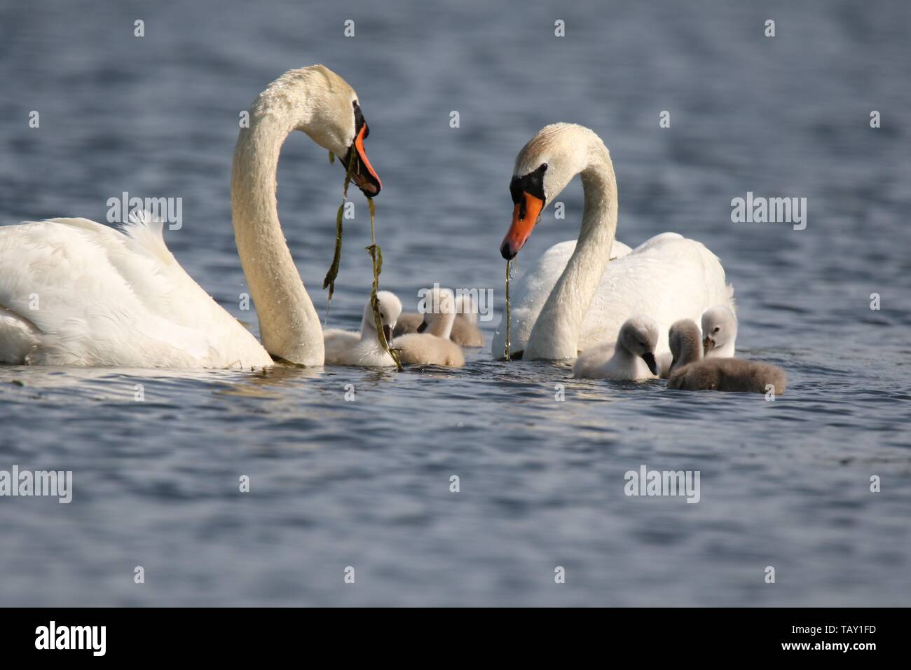 A pair of mute swans Cygnus olor with cygnets swimming on a blue lake in Spring the parent swans are feeding the cygnets Stock Photo