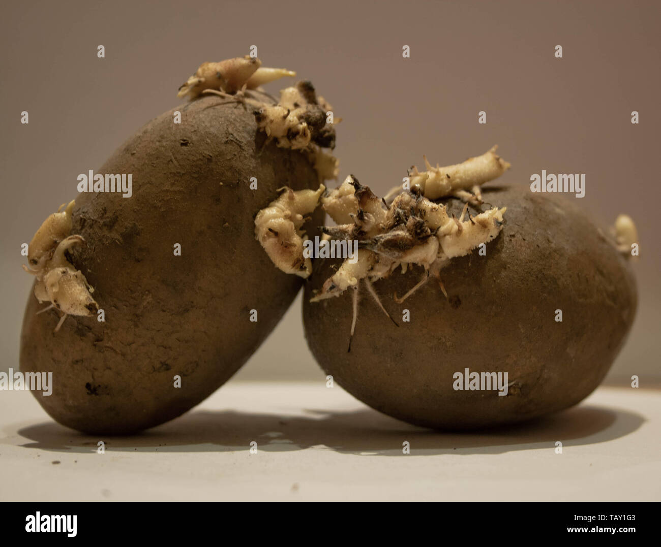 Two potatoes with white sprouts on a light background. Stock Photo