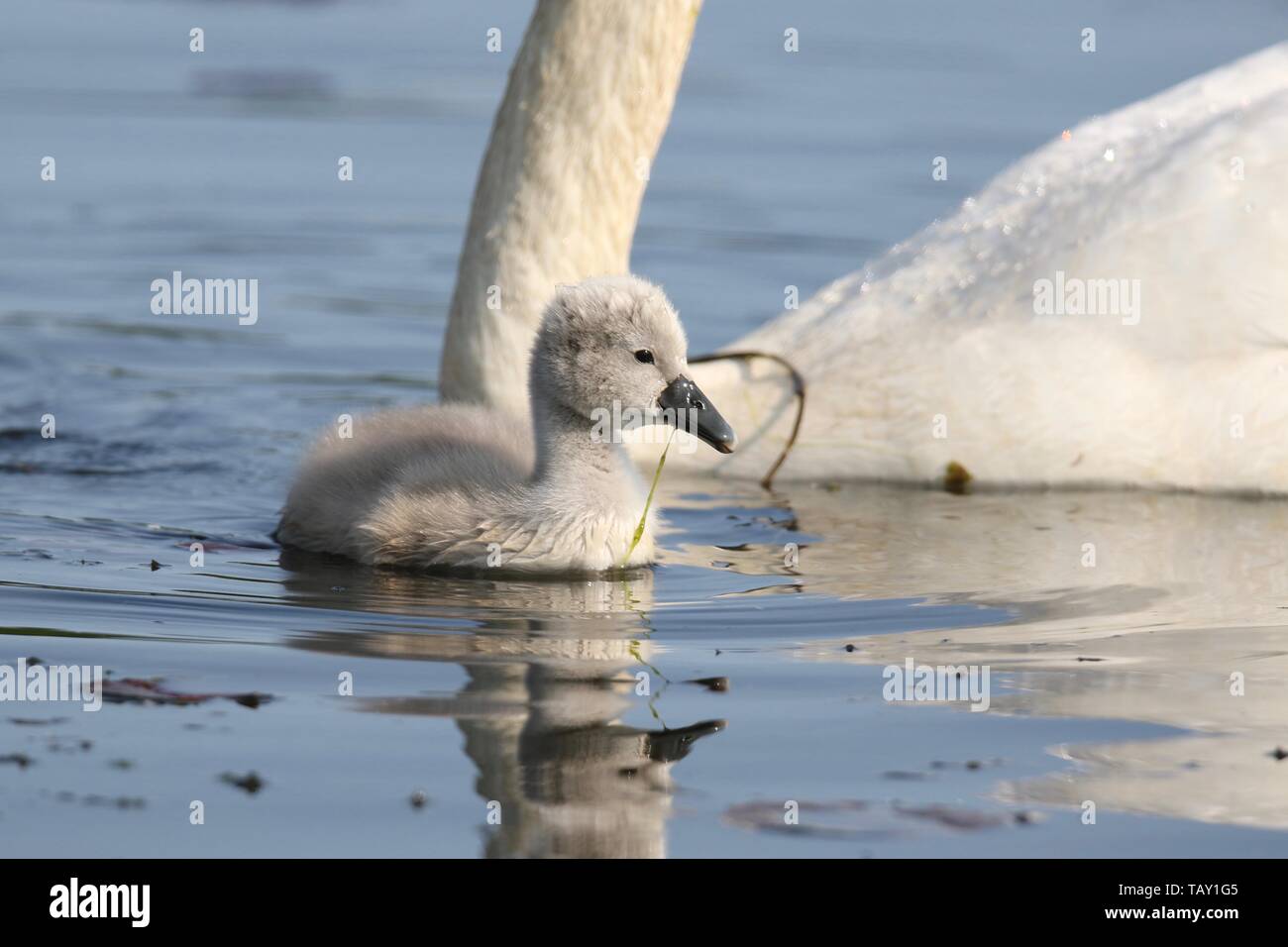 A mute swan Cygnus olor cygnet swimming close to the parent swan on a blue lake in Spring Stock Photo