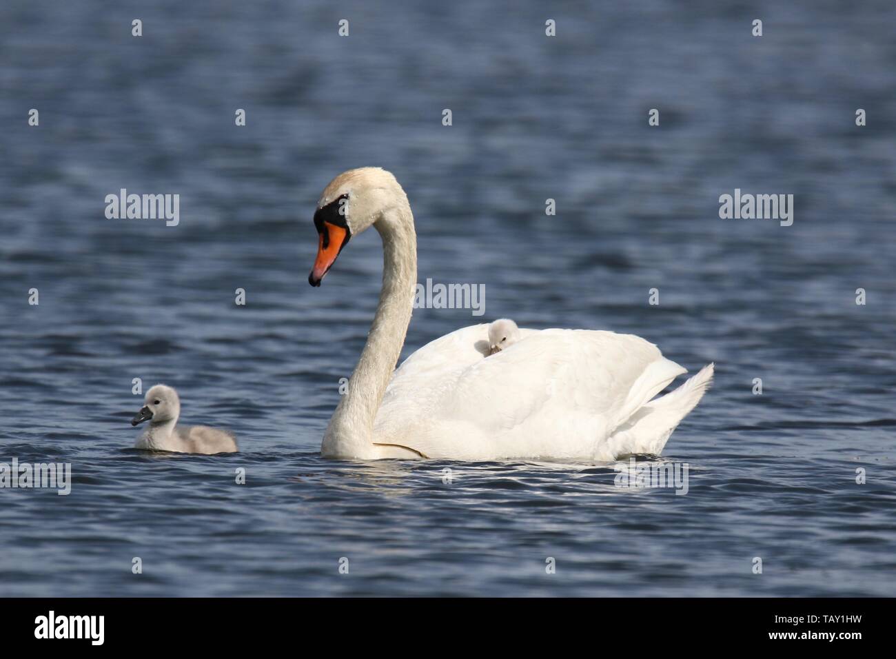 A mute swan Cygnus olor with cygnets swimming on a blue lake in Spring a tired cygnet is riding on the back of the mother swan Stock Photo