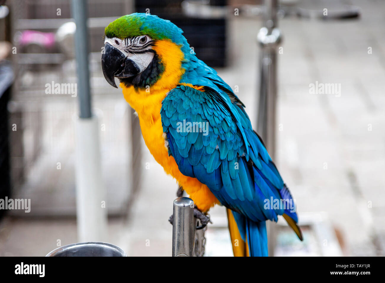 A Colourful Macau At The Yuen Po Street Bird Garden, Hong Kong, China Stock Photo