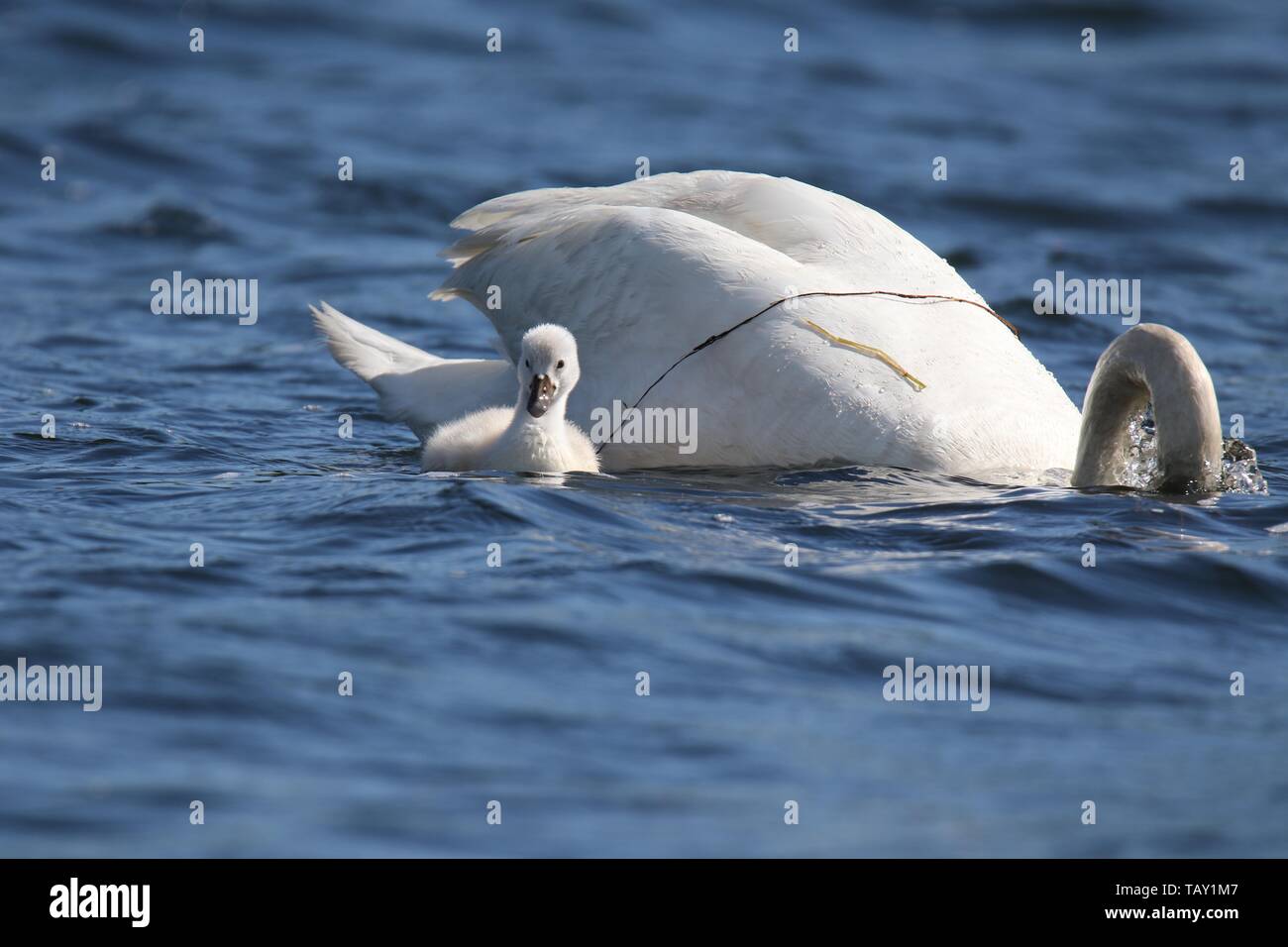 A mute swan Cygnus olor cygnet stays close to the mother swan while she is feeding on the lake Stock Photo