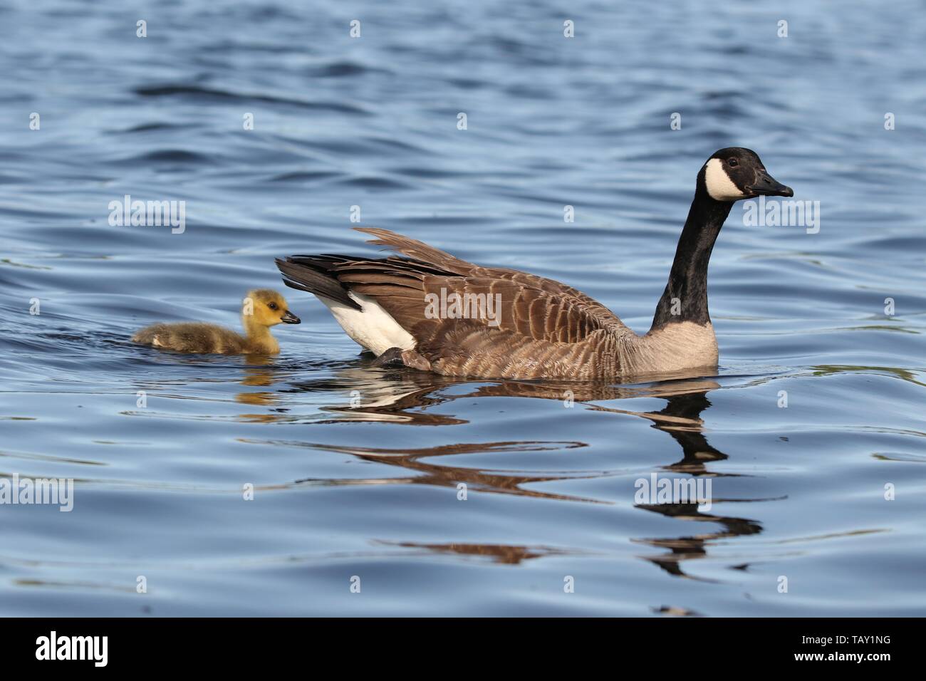 A canada goose swimming with a gosling on a pond in Springtime Stock Photo