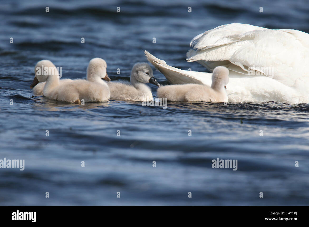 A group of mute swan Cygnus olor cygnets swimming on a blue lake in Spring Stock Photo