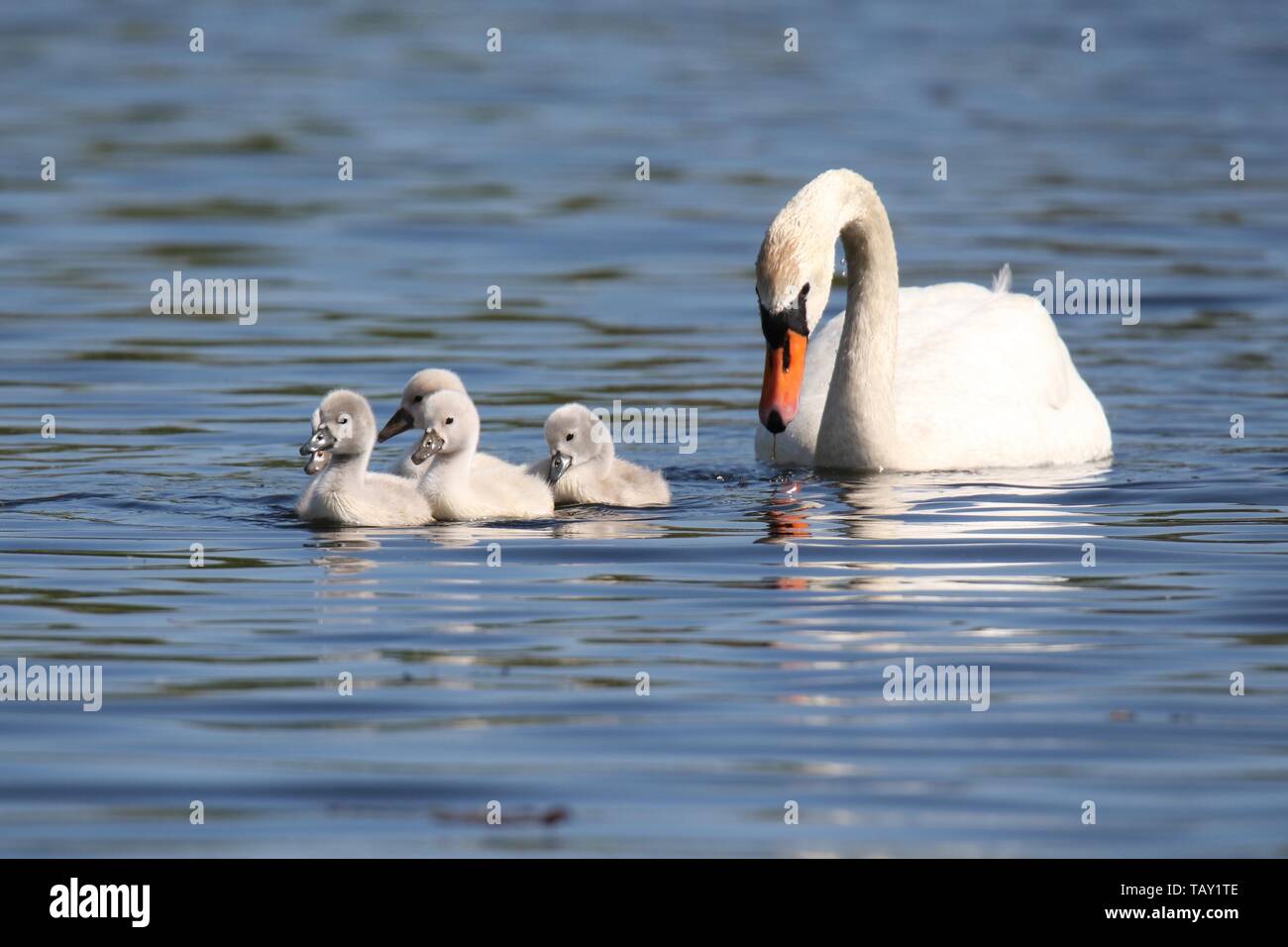 A mute swan Cygnus olor with cygnets swimming on a blue lake in Spring Stock Photo
