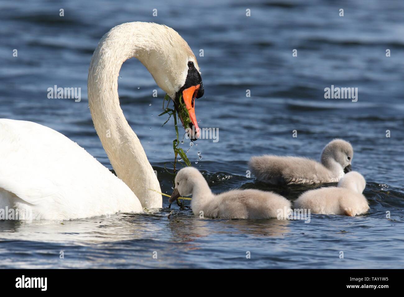 A mute swan Cygnus olor with cygnets swimming on a blue lake in Spring the parent swan is feeding the cygnets Stock Photo