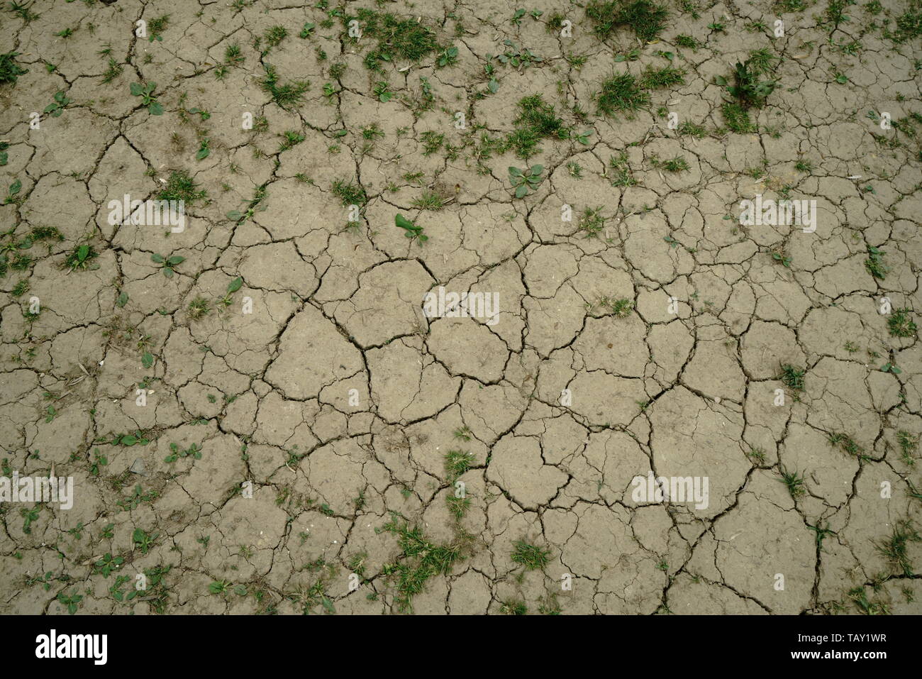 Parched earth cracked from drought conditions Stock Photo