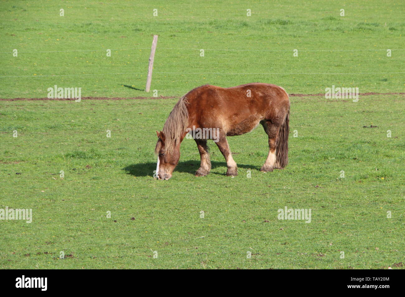 Chestnut Trait Breton horse grazing in a field in Brittany Stock Photo