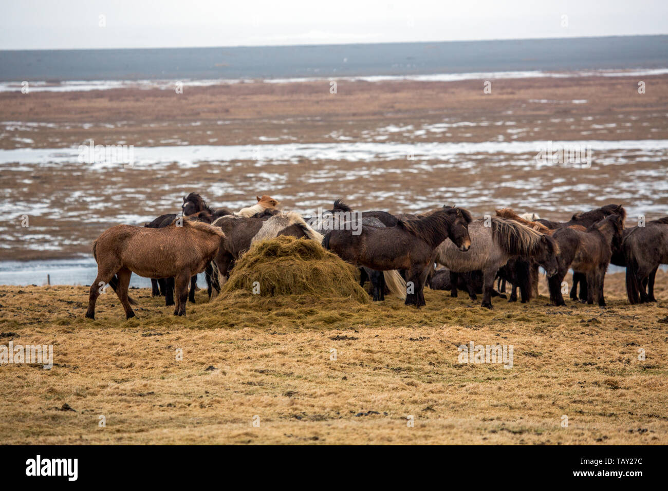 A herd of Icelandic horses eating on meadow in Iceland Stock Photo Alamy
