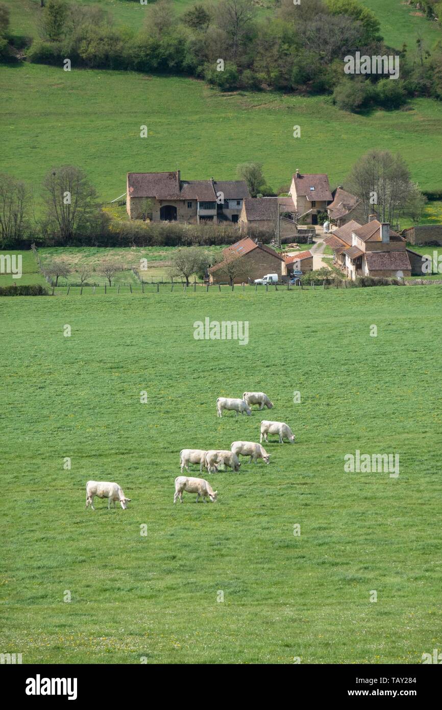 Charolais cattle grzsing in front of the village Saint Denis de Massey in Burgundy fFance Stock Photo