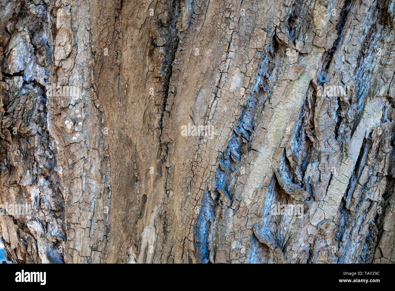 Bark of tree with different colors. The elm (scientific name Ulmus procera) is a large deciduous tree. Its bark is peeled in several layers. Stock Photo