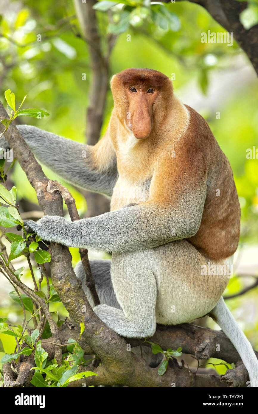 Proboscis monkey (Nasalis larvatus) or long-nosed monkey, known as the ...