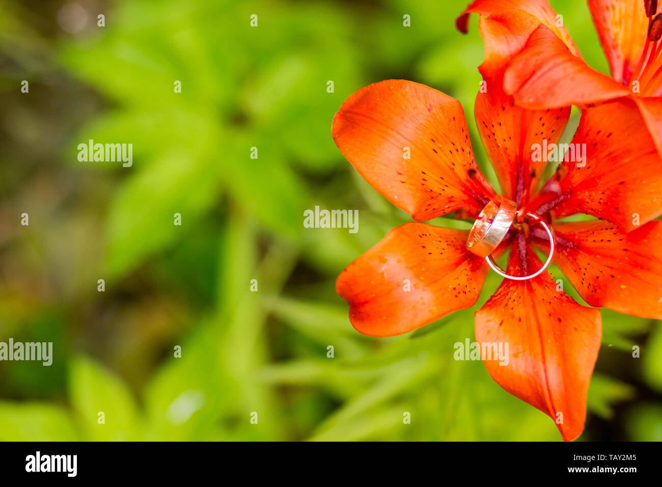 Featured image of post Green Nature Wedding Background Hd