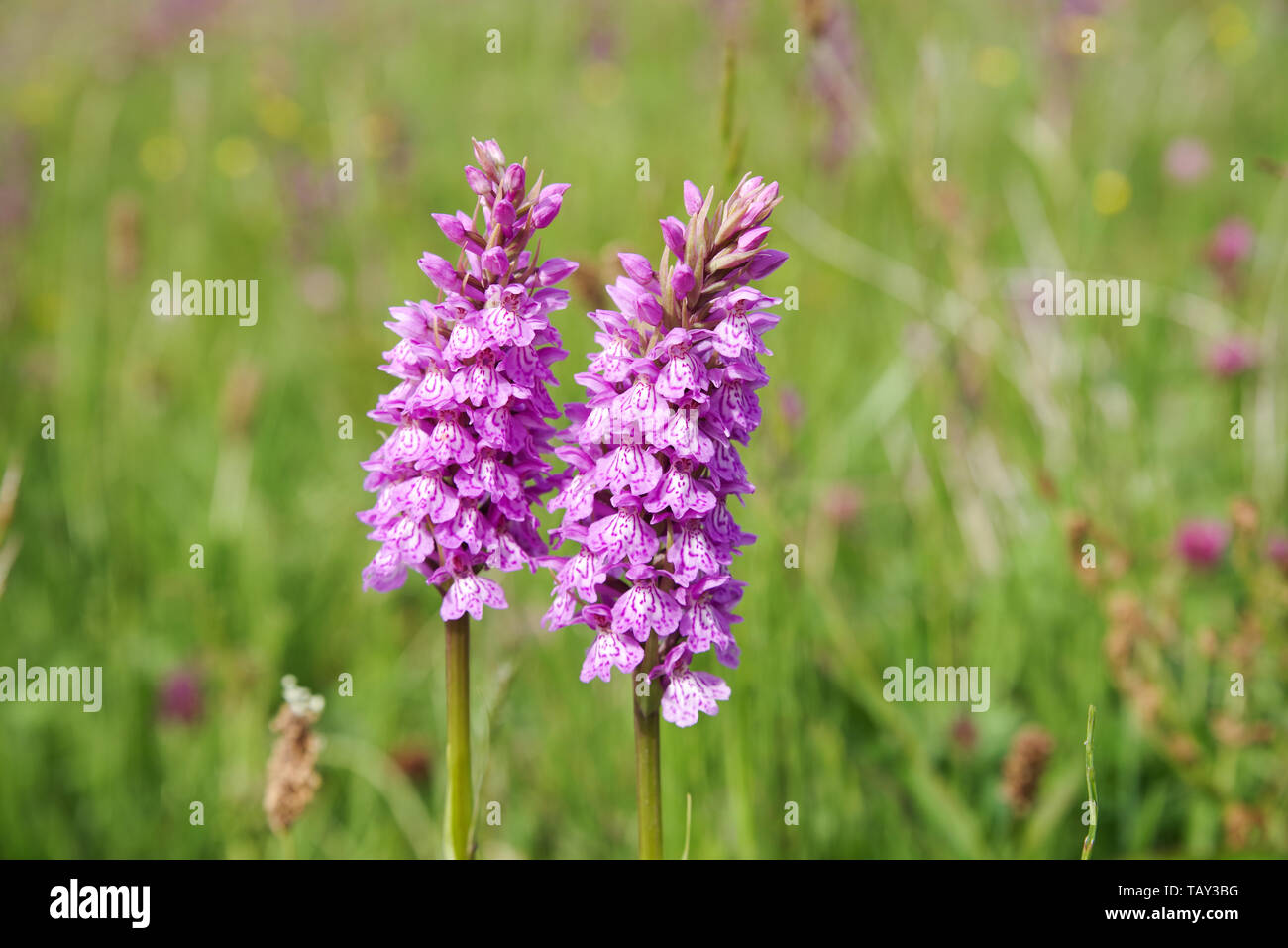 Southern marsh orchids flowering in Les Vicheries orchid fields in Guernsey, Channel Islands Stock Photo