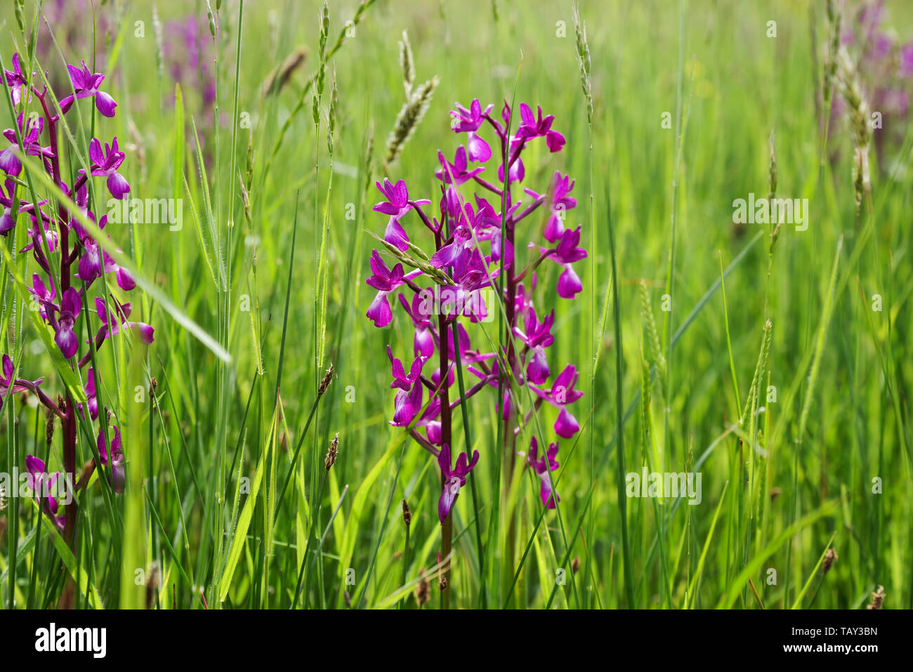 Striking Anacamptis laxiflora (loose-flowered orchid) flowering in Les Vicheries orchid fields in Guernsey, Channel Islands Stock Photo