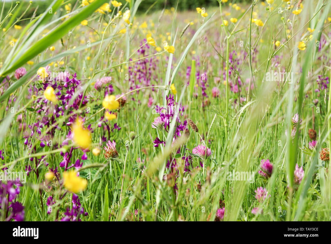Striking Anacamptis laxiflora (loose-flowered orchid) flowering in Les Vicheries orchid fields in Guernsey, Channel Islands Stock Photo