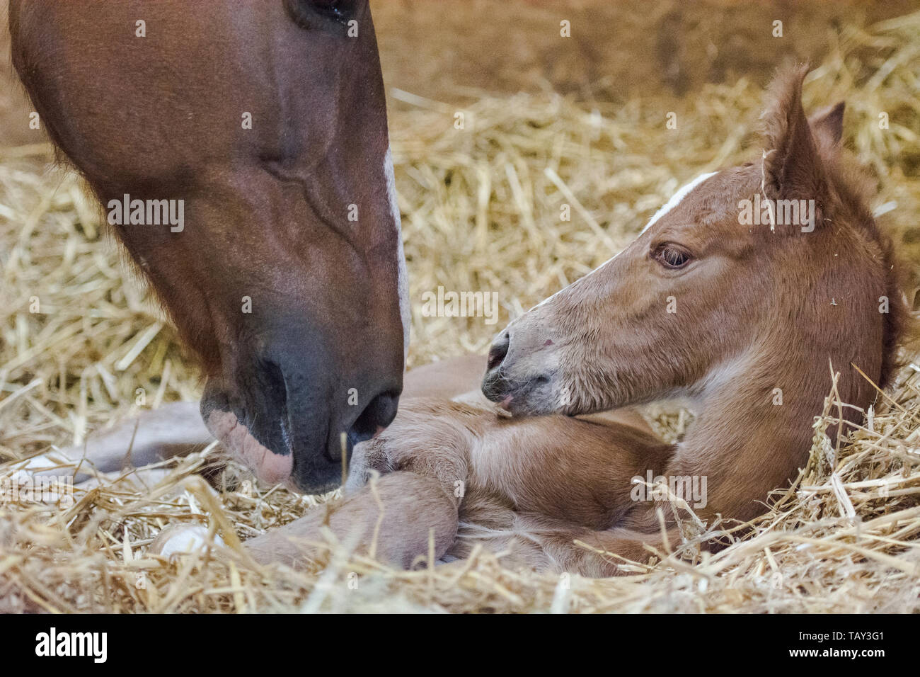 new born foal Stock Photo