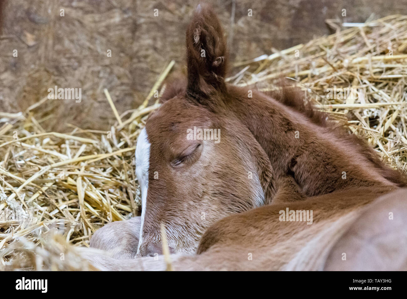 new born foal Stock Photo