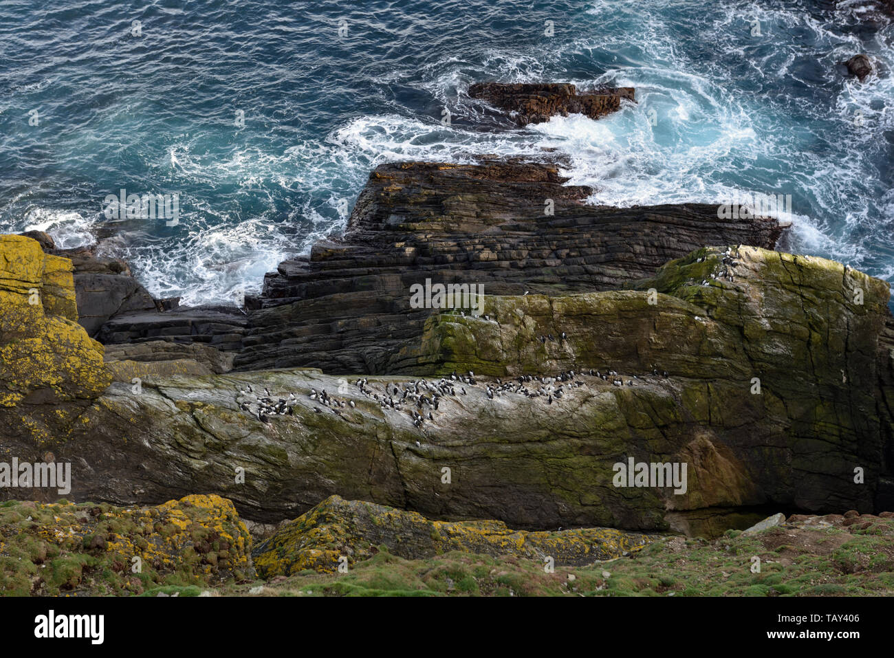Sumburgh Head South Mainland Shetland Scotland Uk Stock - 
