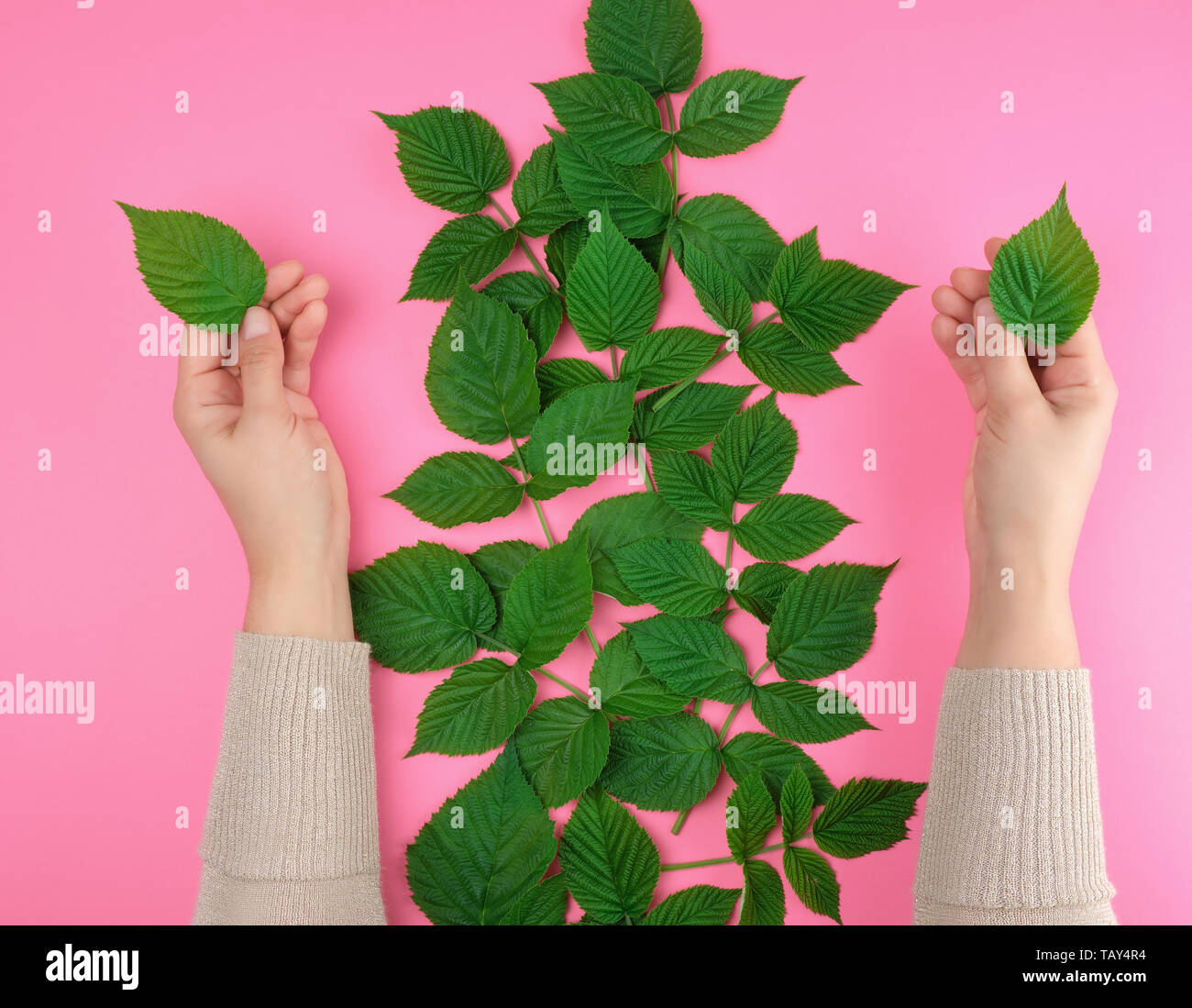 two female hands of a young girl with smooth skin, pink background with ...