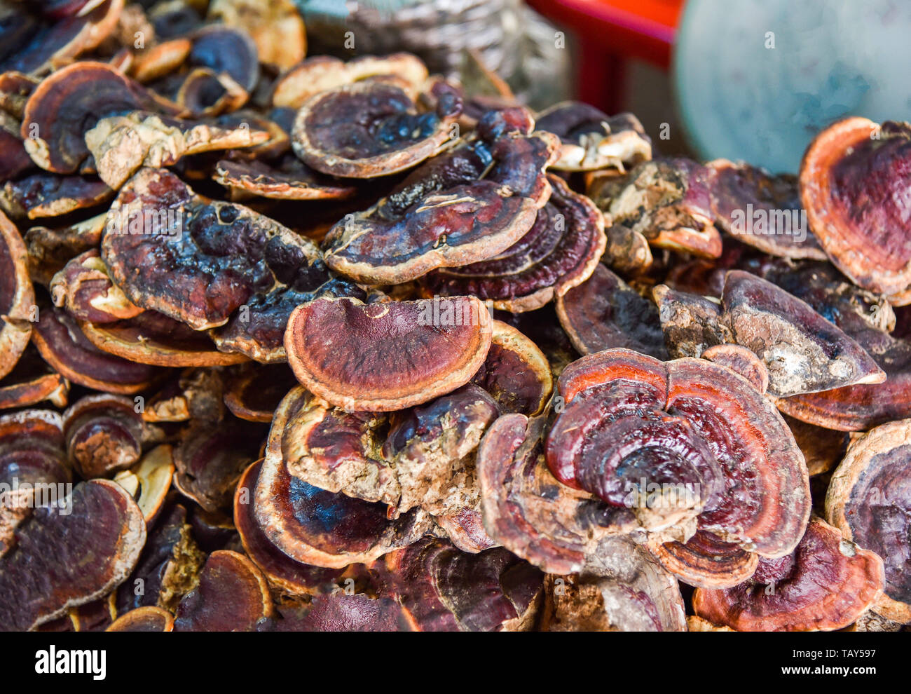 Lingzhi mushroom hires stock photography and images Alamy