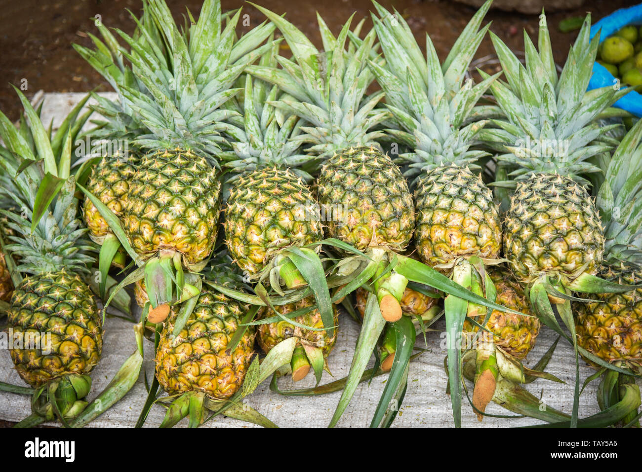 Fresh pineapple tropical fruit for sale in the market Stock Photo Alamy