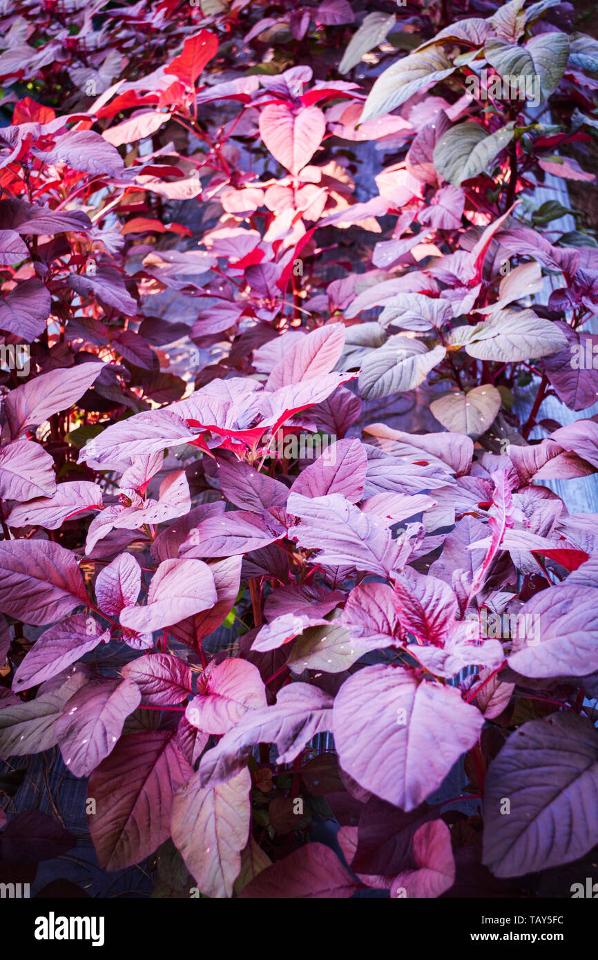 Fresh purple amaranth leaf growing in the vegetable garden / Red spinach plant Stock Photo