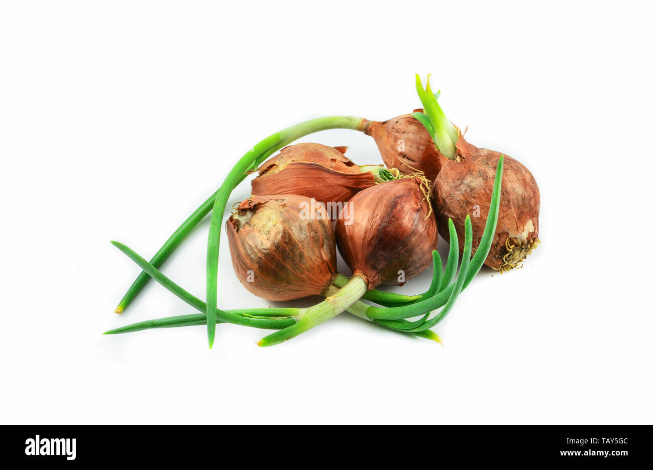 Shallot planting Cut Out Stock Images & Pictures Alamy