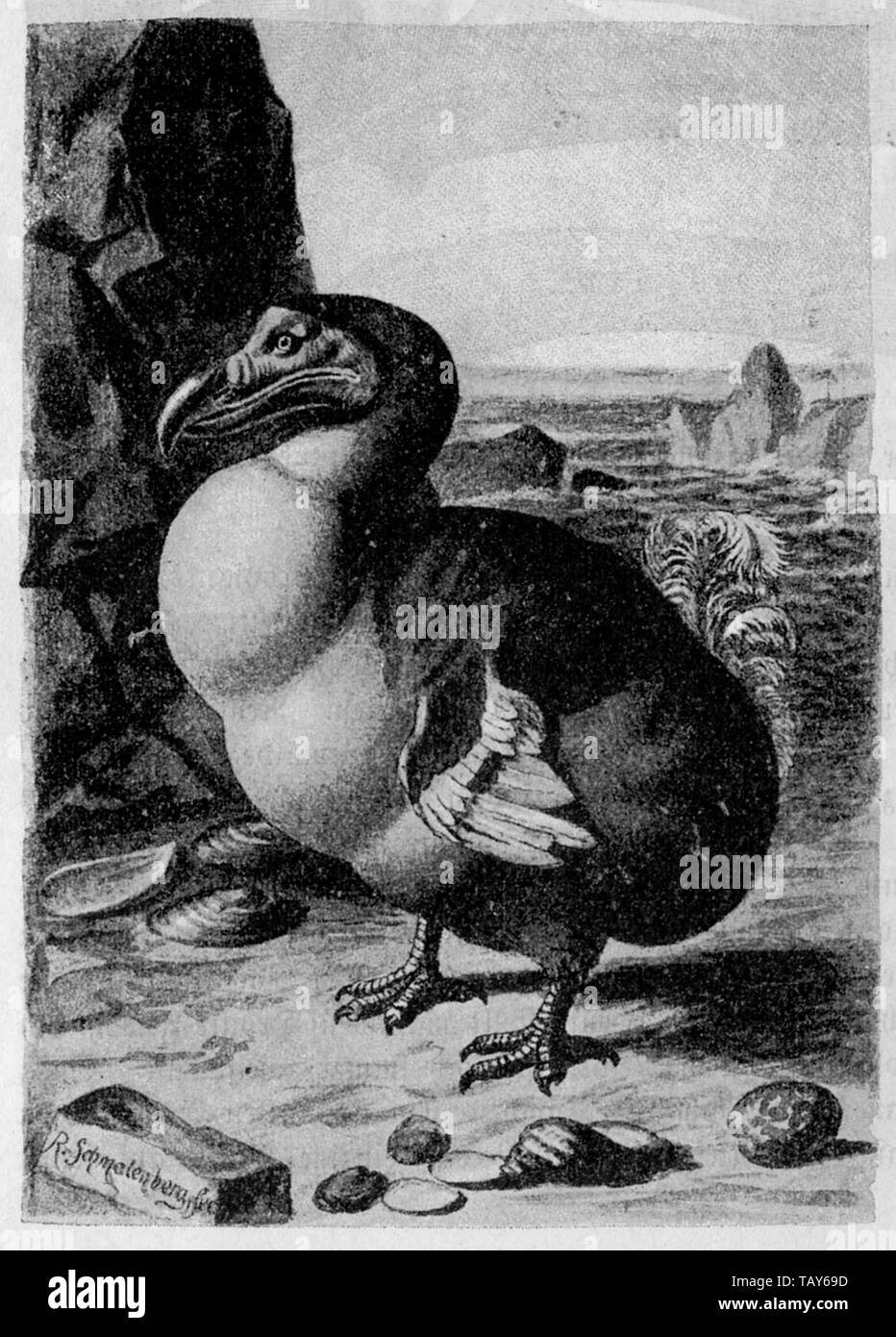 Dodo Raphus cucullatus, R. Schmalenberg (evolution history book, 1896) Stock Photo