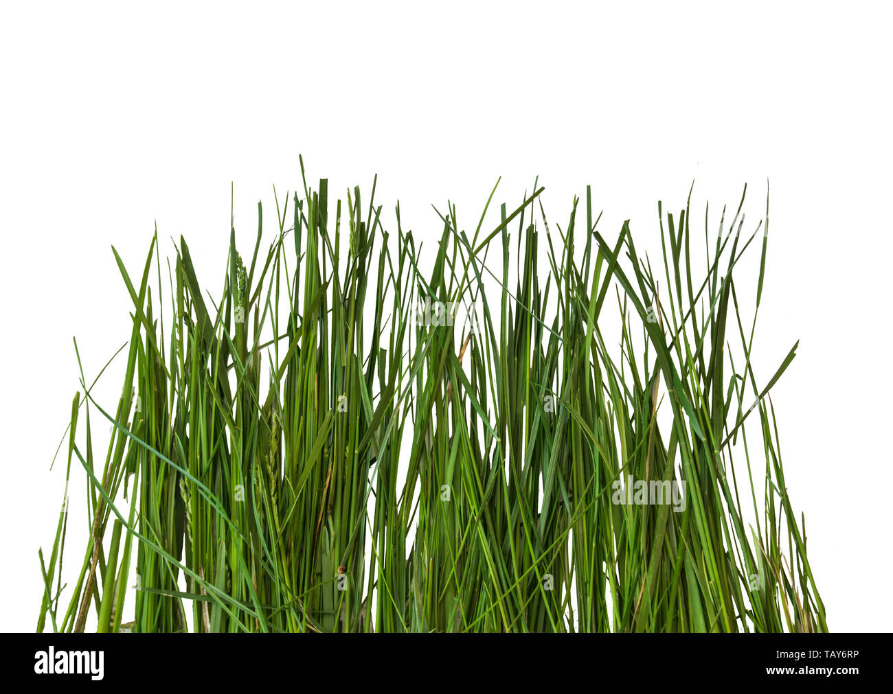 Green grass isolated on white background Stock Photo - Alamy
