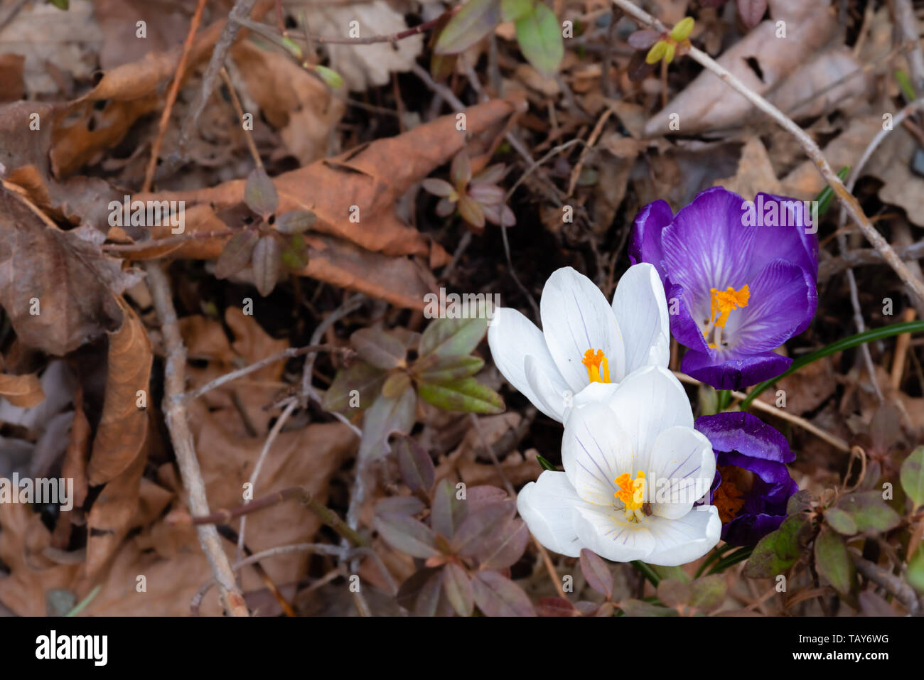 Blooming crocus flowers are a welcome indicator of spring Stock Photo