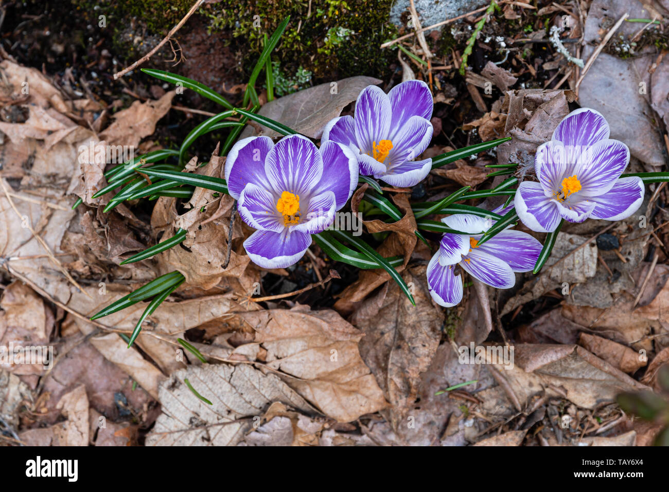 Blooming crocus flowers are a welcome indicator of spring Stock Photo