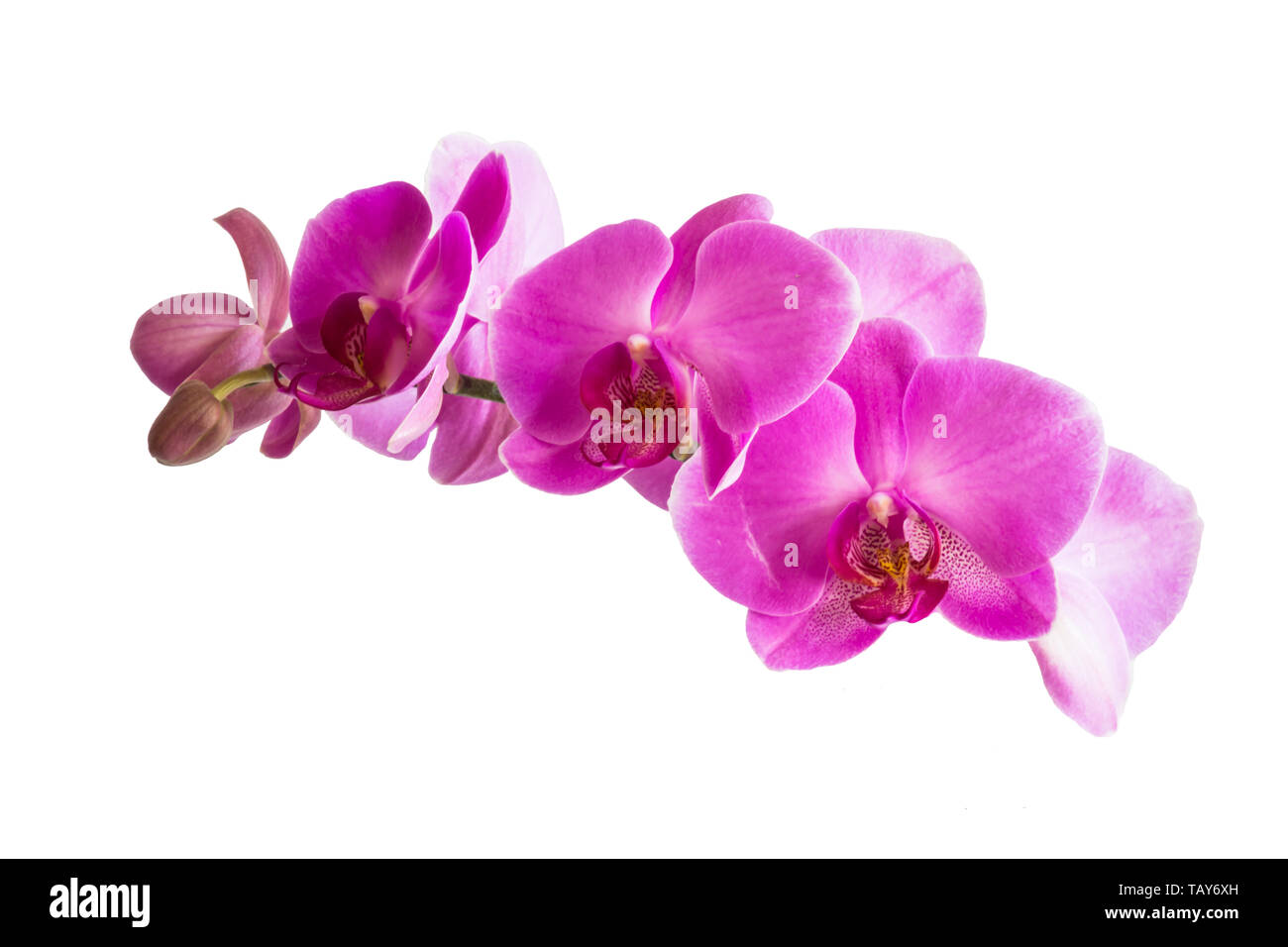 Beautiful orchid purple flowers isolated on white background. Stock Photo