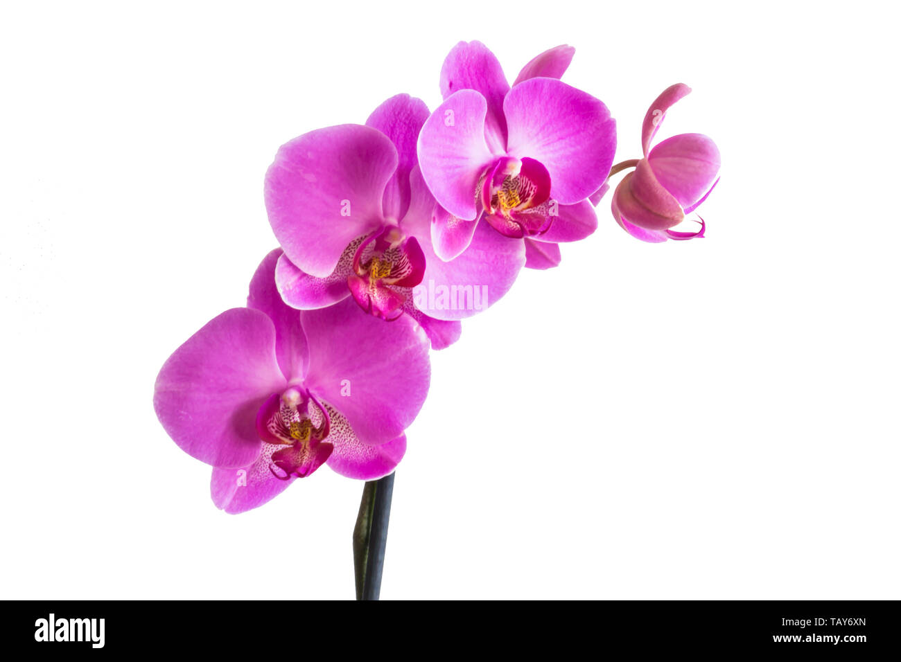 Beautiful orchid purple flowers isolated on white background. Stock Photo