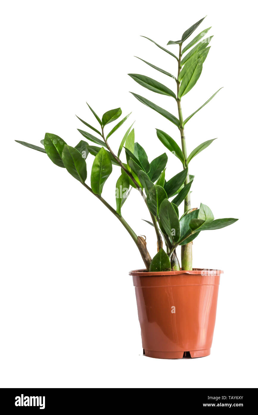 Potted Zamioculcas Isolated On White Background Stock Photo Alamy