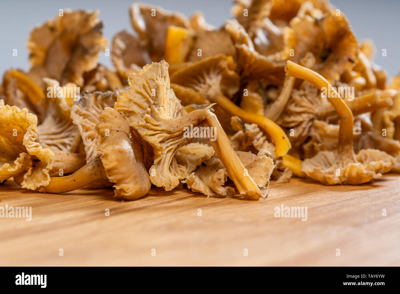 Fresh Chanterelle mushrooms ready for preperation Stock Photo