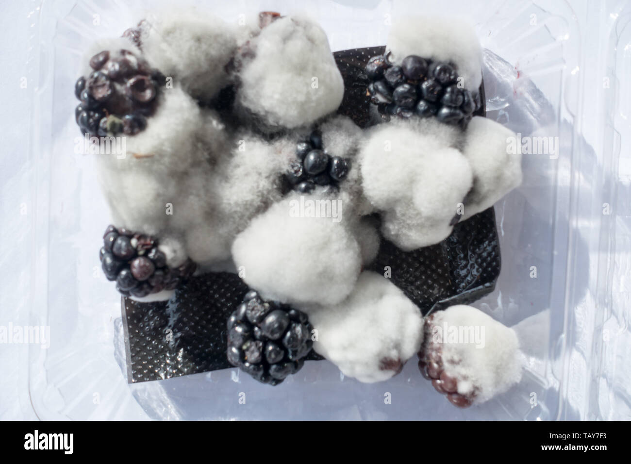 A of Blackberries past their use by date covered with mildew Stock Photo Alamy