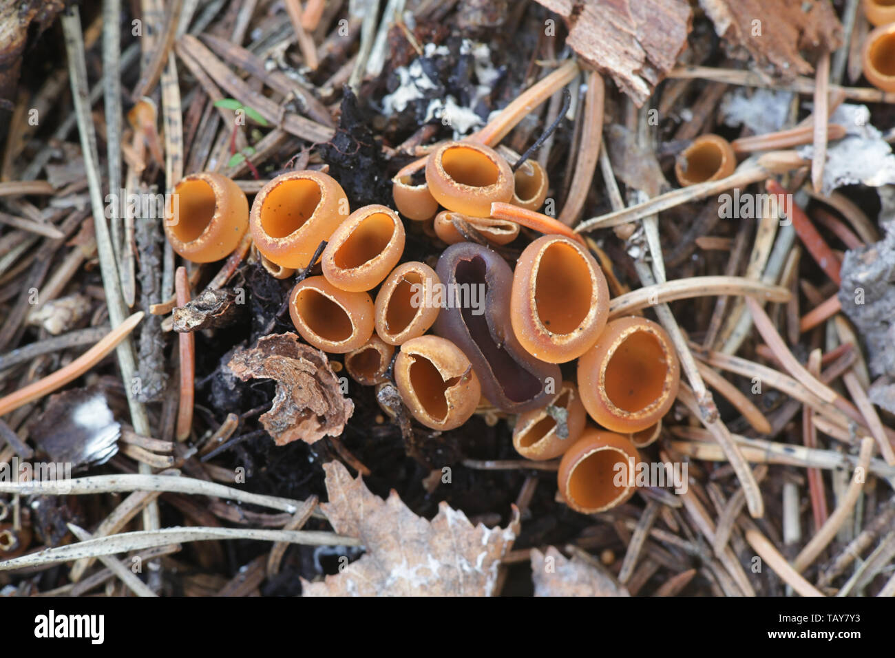 Geopyxis carbonaria, known as the charcoal loving elf-cup, dwarf acorn ...